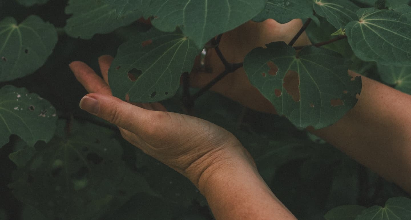 Hands gently holding green leaves in a natural setting